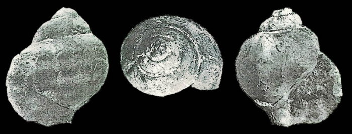 Harpagodes sachalinensis Yabe &amp; Nagao, 1925
