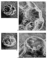 Lagena pisiformis Margerel, 1968