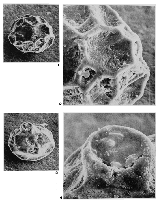 Lagena pisiformis Margerel, 1968