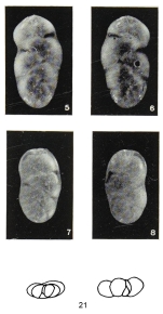 Polymorphina fissurata Margerel, 1968