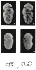 Polymorphina fissurata Margerel, 1968