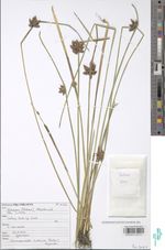 Schoenoplectiella bucharica