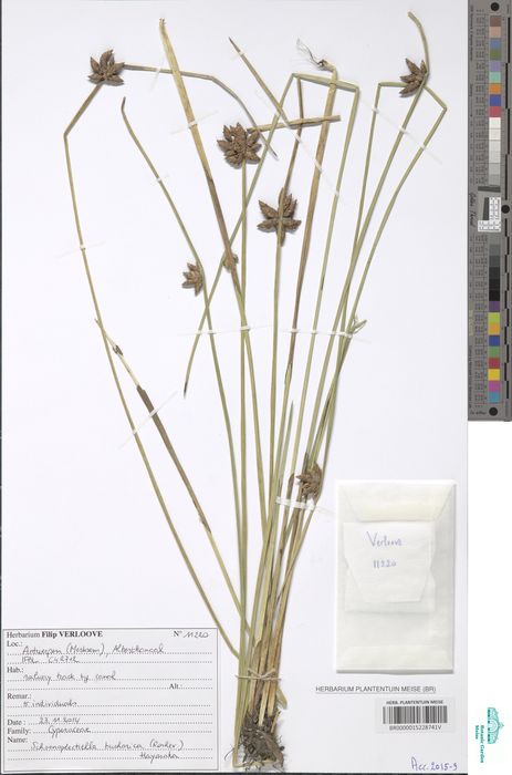 Schoenoplectiella bucharica