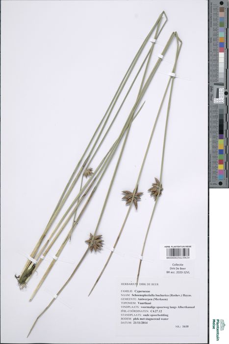 Schoenoplectiella bucharica