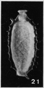 Fissurina biapiculata Margerel, 1968