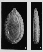 Fissurina formosa var. robusta Margerel, 1968