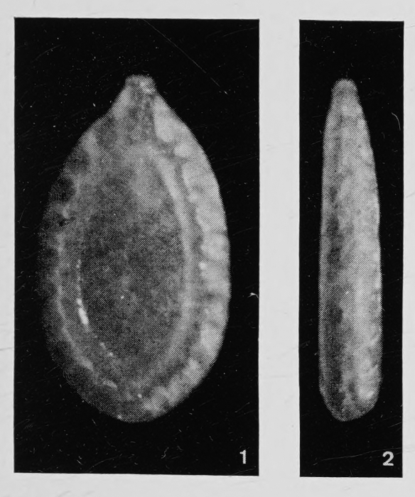 Fissurina formosa var. robusta Margerel, 1968