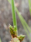 Schoenoplectiella bucharica