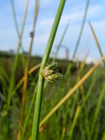 Schoenoplectiella bucharica