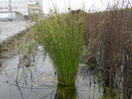 Schoenoplectus bucharicus