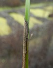Schoenoplectiella bucharica