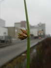 Schoenoplectiella bucharica