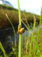 Schoenoplectiella bucharica