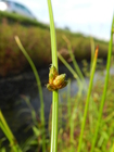 Schoenoplectiella bucharica