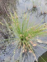 Schoenoplectiella bucharica