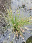Schoenoplectiella bucharica