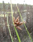 Schoenoplectiella bucharica