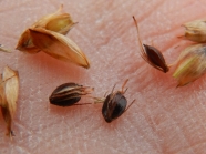 Schoenoplectiella bucharica