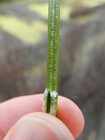Schoenoplectiella bucharica