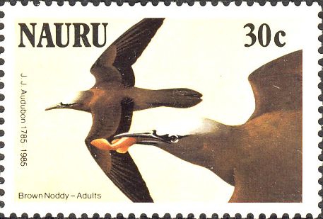 Anous stolidus Anous stolidus