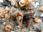 Paciocinebrina jeffreyorum