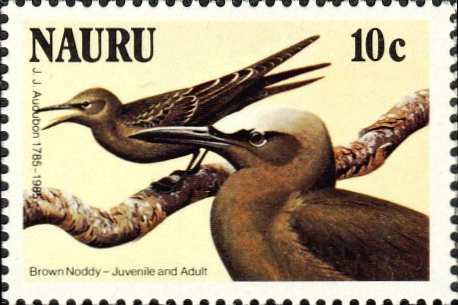 Anous stolidus Anous stolidus