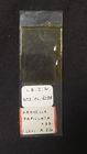 Grayella papillata Slide MNHN DCL 1298