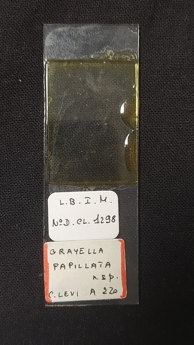 Grayella papillata Slide MNHN DCL 1298