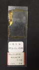 Folitispa acuata Slide MNHN DCL 1299
