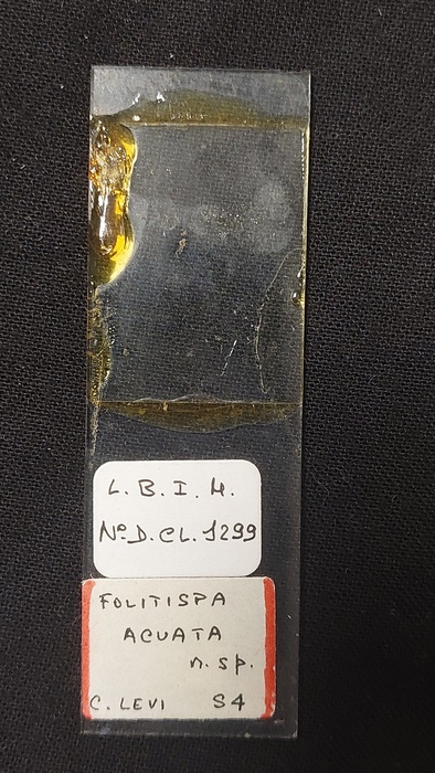 Folitispa acuata Slide MNHN DCL 1299