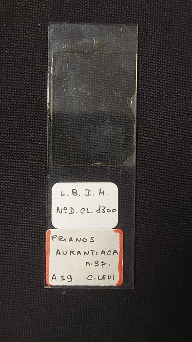 Prianos aurantiaca Slide MNHN DCL 1300