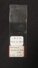 Slide MNHN DCL 1300