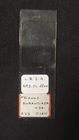 Slide MNHN DCL 1300