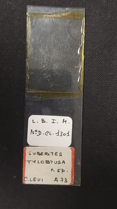 Suberites tylobtusa Slide MNHN DCL 1301