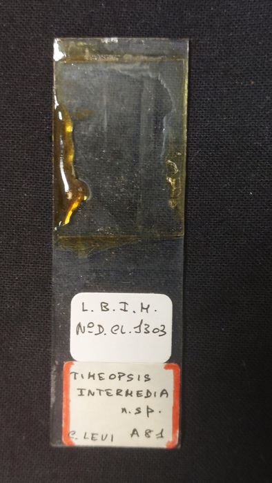 Timeopsis intermedia Slide MNHN DCL 1303