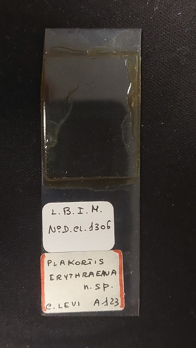Slide MNHN DCL 1306