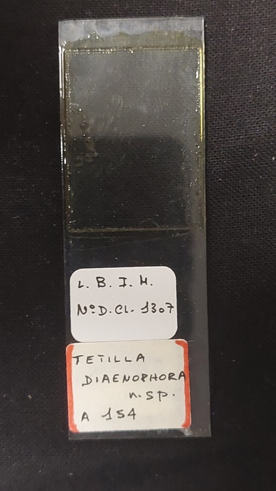 Tetilla diaenophora Slide MNHN DCL 1307