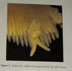 Salmincola californiensis