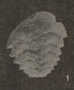 Bolivina dilatata subsp. schroederae Just, 1977