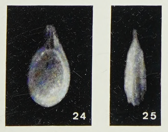 Fissurina milletti Margerel, 1968