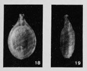 Fissurina milletti var. buchneri Margerel, 1968