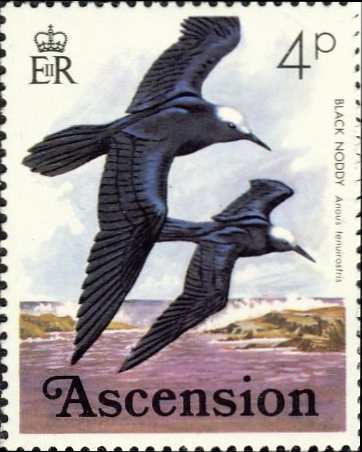 Anous tenuirostris Anous tenuirostris
