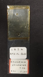 Ecionemia spinastra Slide MNHN DCL 1316