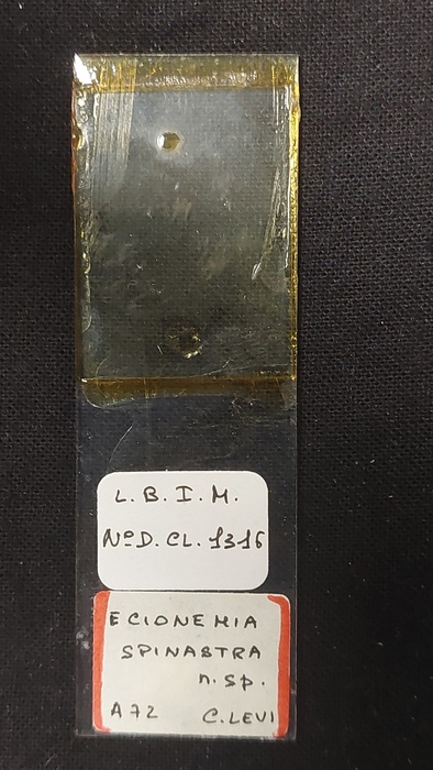Ecionemia spinastra Slide MNHN DCL 1316