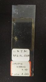 Jaspis virens Slide MNHN DCL 1314