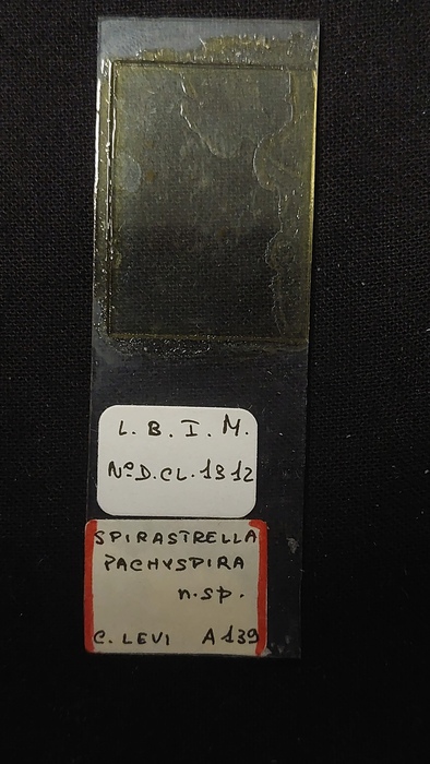 Slide MNHN DCL 1312