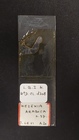 Hezekia arabica Slide MNHN DCL 1308