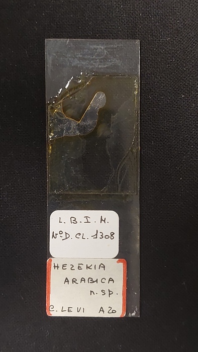 Hezekia arabica Slide MNHN DCL 1308