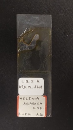 Slide MNHN DCL 1308