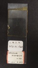 Hezekia arabica Slide MNHN DCL 1309